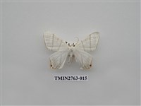 藏品(尺蛾332)的圖片